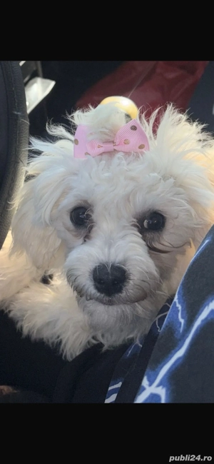 Caine bichon maltez fetita - imagine 3