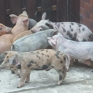 purcei 210 lei bucata 