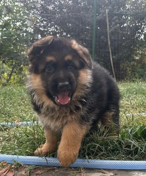 Cățeluși Ciobănesc Germ cu pedegree , linie de sânge import ,  - imagine 3