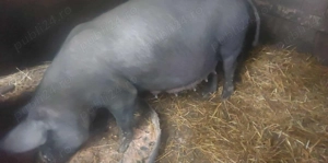 Vând porci. Preț la telefon. - imagine 2