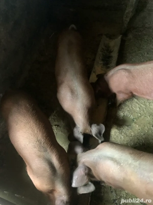 vand soldani de carne, rasa duroc  - imagine 2