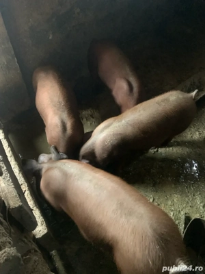 vand soldani de carne, rasa duroc 