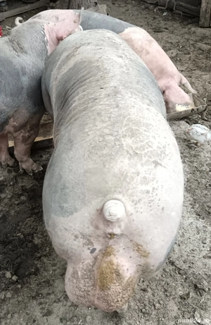 Vând vier Pietrain  - imagine 2