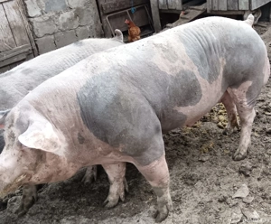 Vând vier Pietrain  - imagine 4