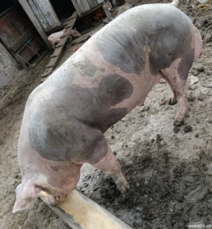 Vând vier Pietrain  - imagine 5