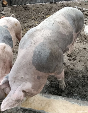 Vând vier Pietrain  - imagine 3