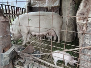 Scroafa cu purcei de vânzare sau separat - imagine 4