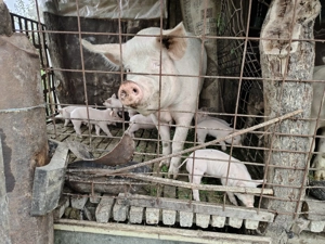 Scroafa cu purcei de vânzare sau separat - imagine 3