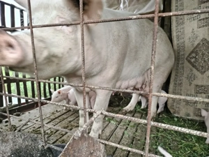 Scroafa cu purcei de vânzare sau separat - imagine 2