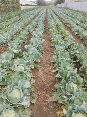 Varza proaspata pentru sarmale sau murat