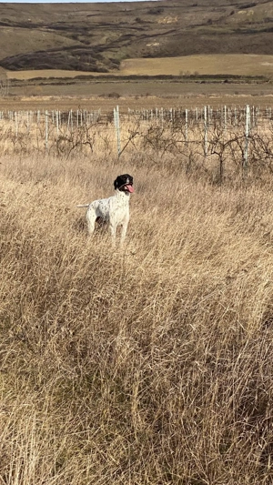 Montă Pointer Englez