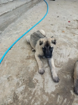 Caini kangal original  - imagine 3