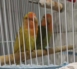 Papagali Agapornis  - imagine 3 Papagali Agapornis  - imagine 3