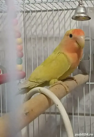 Papagali Agapornis  - imagine 2 Papagali Agapornis  - imagine 2