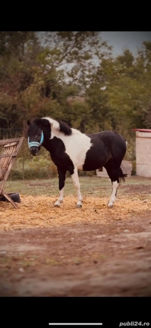 Vând schimb ponei armasar cimbinatie de fjord norvegian si welsh pony