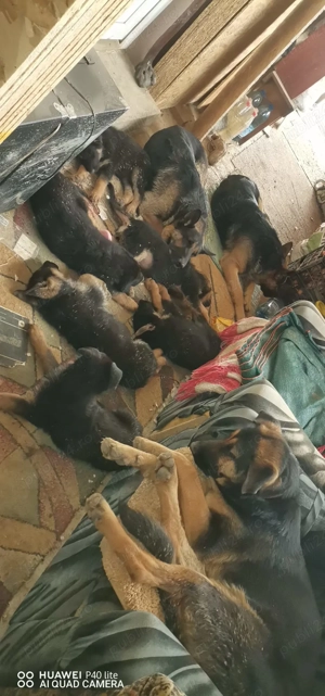 Pui ciobanesc german - imagine 5 Pui ciobanesc german - imagine 5