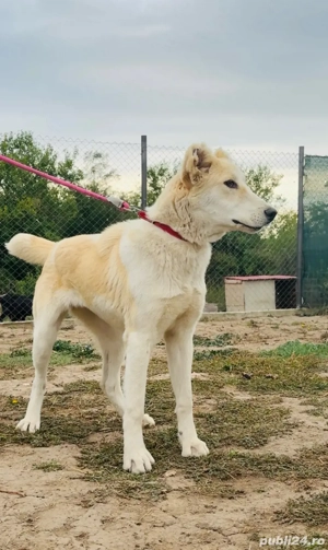 Câine de paza oi - imagine 2 Câine de paza oi - imagine 2