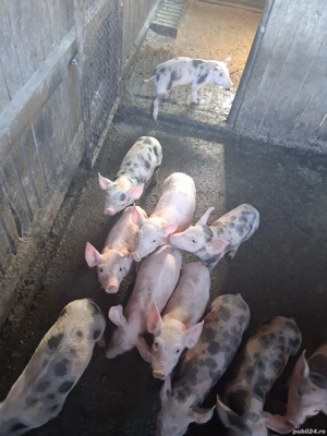 purcei de vânzare  - imagine 2