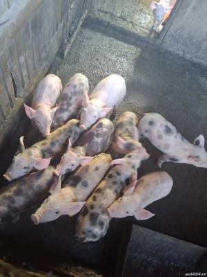 purcei rasă de carne - imagine 4