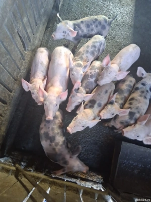 purcei de vânzare  - imagine 5