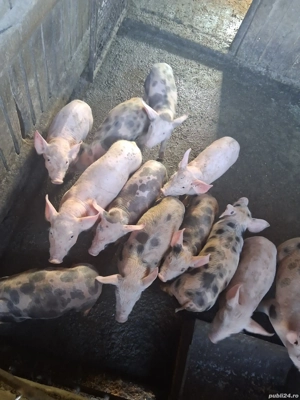 purcei rasă de carne - imagine 2