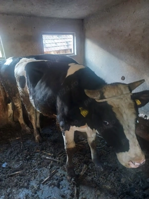 Vand     Taurasi  - imagine 5 Vand     Taurasi  - imagine 5