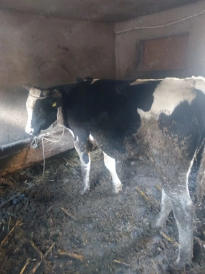 Vand     Taurasi  - imagine 3 Vand     Taurasi  - imagine 3