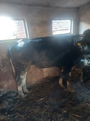 Vand     Taurasi  - imagine 2 Vand     Taurasi  - imagine 2