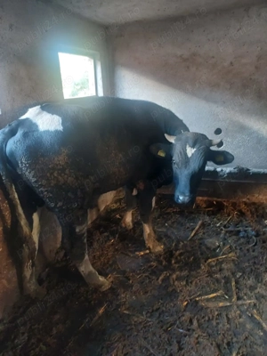 Vand     Taurasi  - imagine 4 Vand     Taurasi  - imagine 4