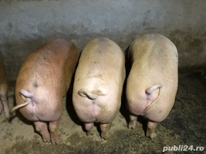 Vand Porc de carne  - imagine 2