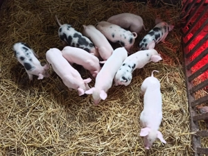 Purcei 6 săptămâni pietrean-marele al - imagine 4