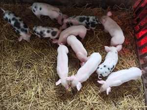 Purcei 6 săptămâni pietrean-marele al