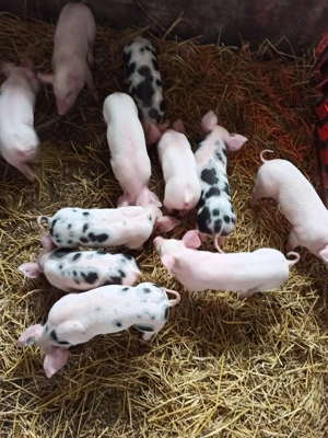 Purcei 6 săptămâni pietrean-marele al - imagine 3