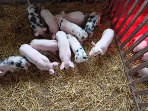 Purcei 6 săptămâni pietrean-marele al - imagine 2