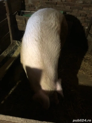 Vand porc  - imagine 2