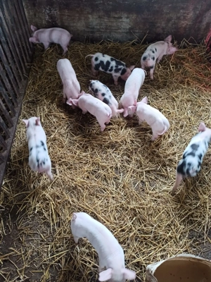 Purcei 6 săptămâni pietrean-marele al - imagine 5