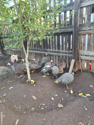 Vând bibilici frumoase