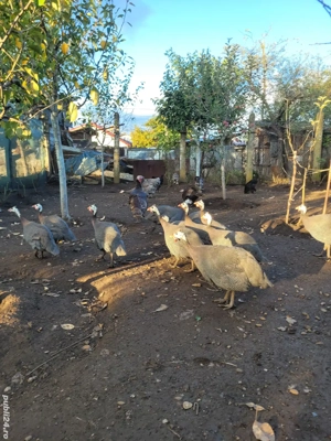 Vând bibilici frumoase - imagine 2