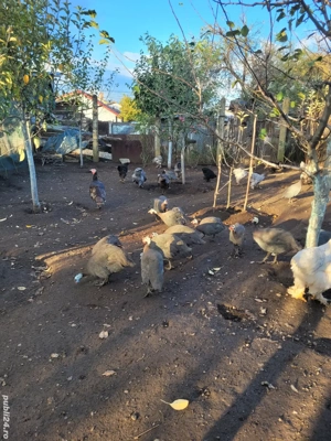 Vând bibilici frumoase - imagine 4