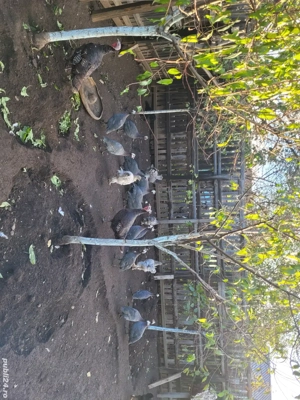 Vând bibilici frumoase - imagine 5