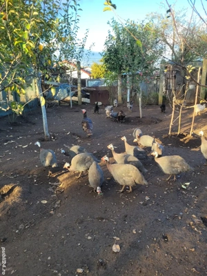 Vând bibilici frumoase - imagine 3