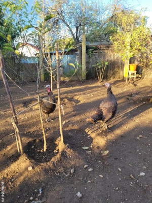 Vând curci de casă - imagine 3