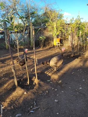 Vând curci de casă - imagine 2