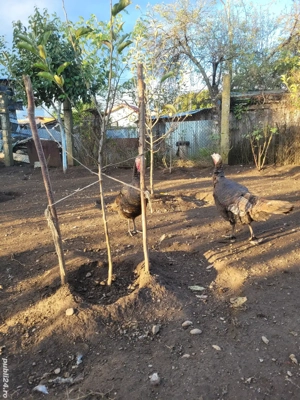 Vând curci de casă - imagine 5