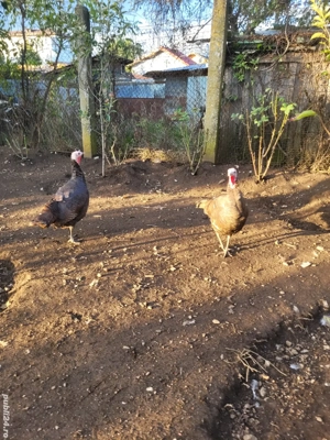 Vând curci de casă