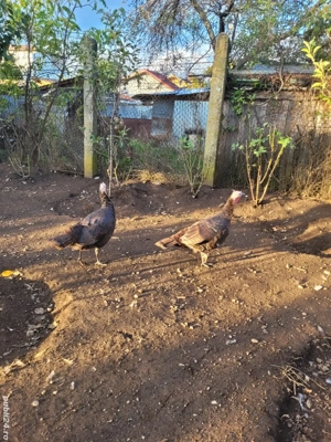 Vând curci de casă - imagine 4