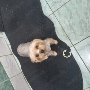 De vanzare Yorkshire Terrier  - imagine 4