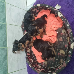 De vanzare Yorkshire Terrier  - imagine 5