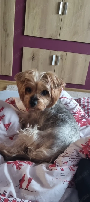 De vanzare Yorkshire Terrier  - imagine 3