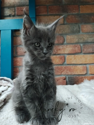 Pui pisica rasa  Maine Coon - imagine 5